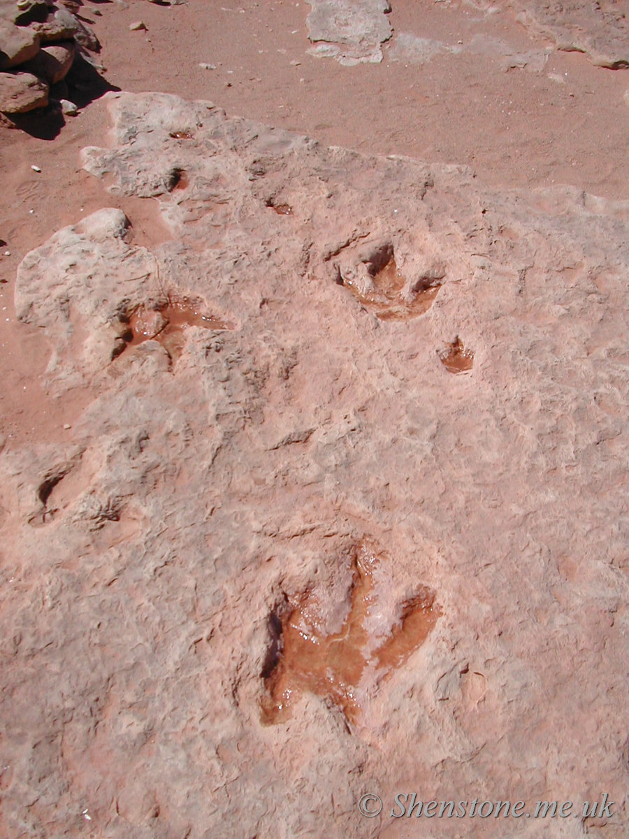 Dinosaur Footprints in Jurassic sandstone, Tuba City, Utah, USA